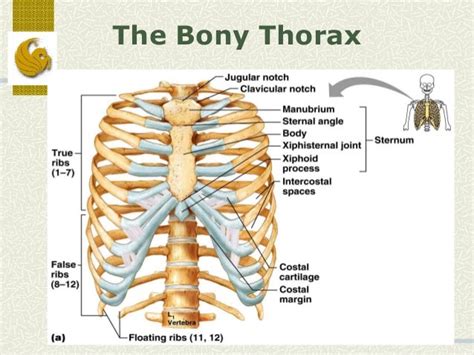 Bones of Trunk (Human Anatomy)