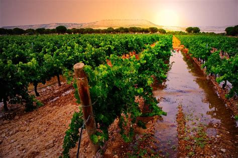 Ribera del Duero Wine Tasting Tour from Madrid