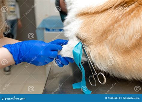 Professional Veterinarian Vaccines Corgi Breed Dog in Veterinary Clinic ...