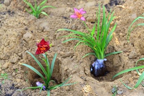 Daylilies Care and Maintenance Tips for More Vibrant Blooms - The Practical Planter