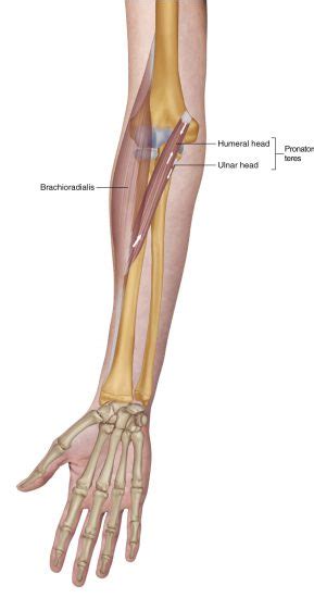 Pronator Teres - Learn Muscles