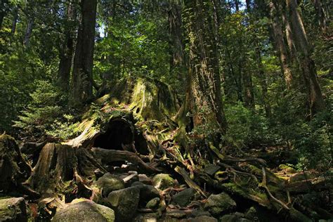 Yakushima National Park: The Complete Guide