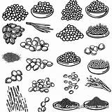 Mustard Seed Coloring Pages  Free & Printable sketch template