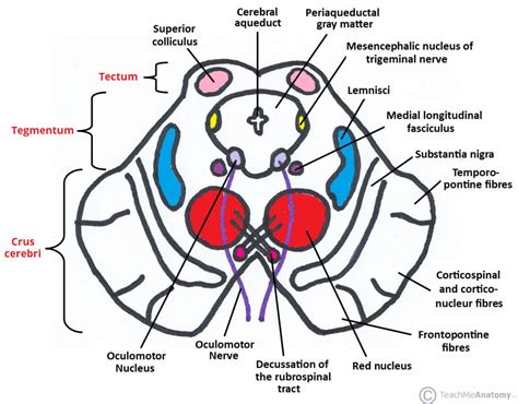 The Midbrain - Colliculi - Peduncles - TeachMeAnatomy