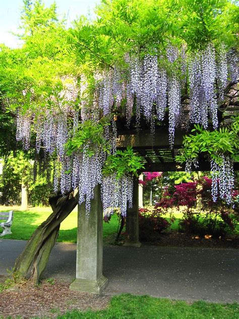 pergola with wisteria! can wait til mine is built this summer!! | Beautiful gardens, Creative ...