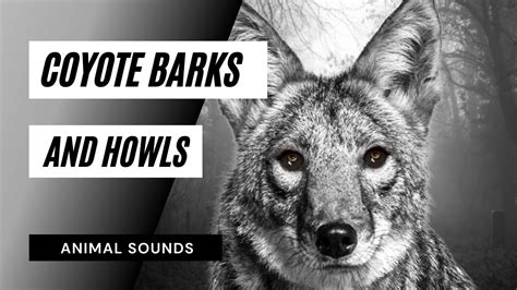 Coyote Barks and Howls - coyote warning bark howls - YouTube