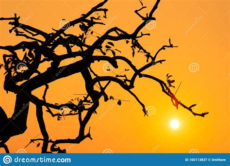 Tree branches over sunset stock image. Image of sunset - 160113837