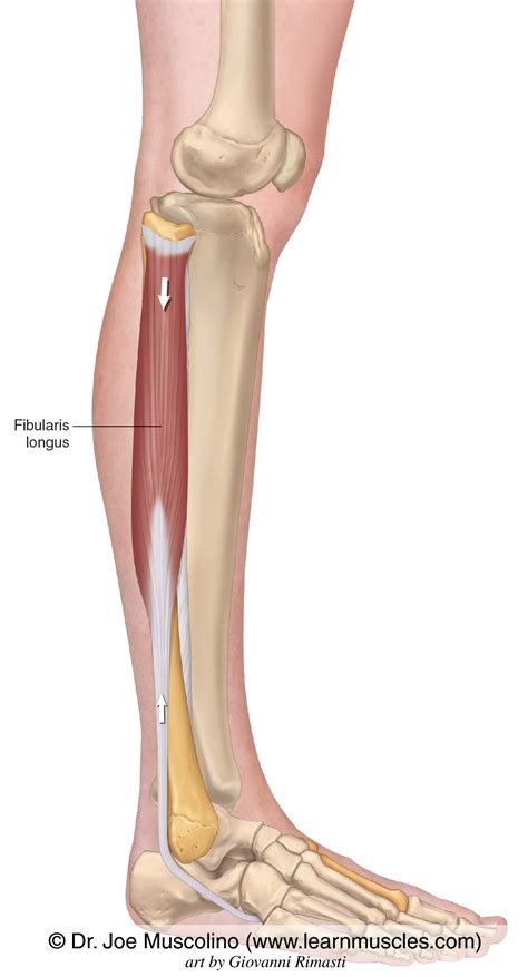 Fibularis Longus - Learn Muscles