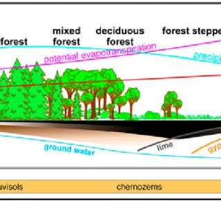 Climate, vegetation. and soil formation in East European Plain ...