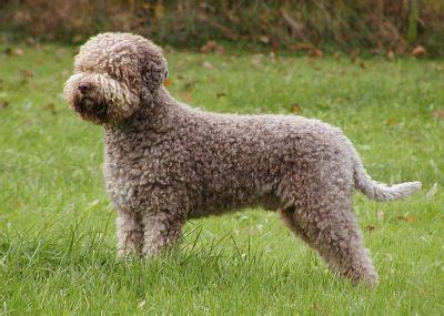 Grooming the Lagotto Romagnolo | Dog grooming | Pinterest