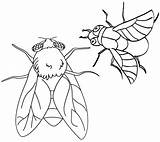 Fly Coloring Page sketch template