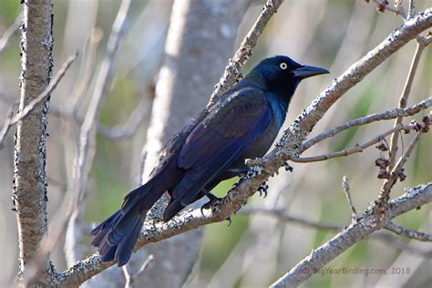 Common Grackle - Big Year Birding