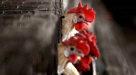 Bird Flu Photos : Stay Alert To New Pandemic Risk After Russian Bird Flu Cases Warn Chinese ...