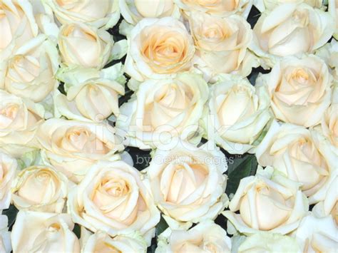 Bed Of Roses Stock Photo | Royalty-Free | FreeImages