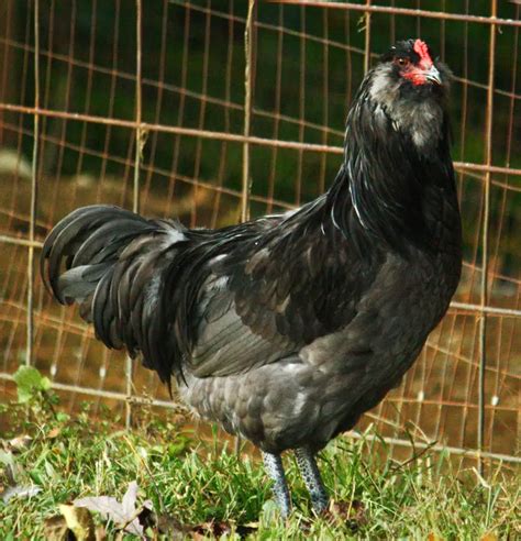 Ameraucana Chicken Breed - Eggs, Colors, Facts & More