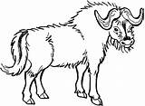 Yak Coloring Pages  Free Printable For Kids sketch template