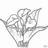 Calla Lily Wedding Coloring Pages sketch template