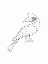 Hornbill coloring Page sketch template