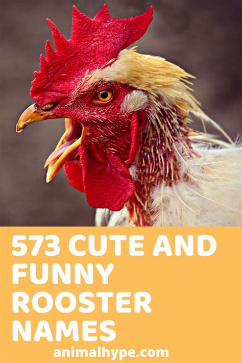 Pet Rooster Names | Rooster names, Chicken names, Cute chicken names