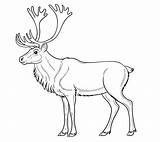Realistic Reindeer coloring Page  Download Print Or Color Online For Free sketch template