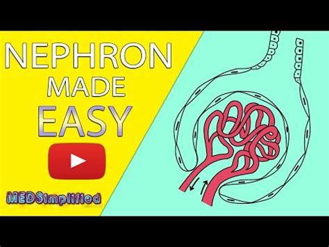(1) NEPHRON Structure & Function Made Easy - Human Excretory System Simple Explanation ...
