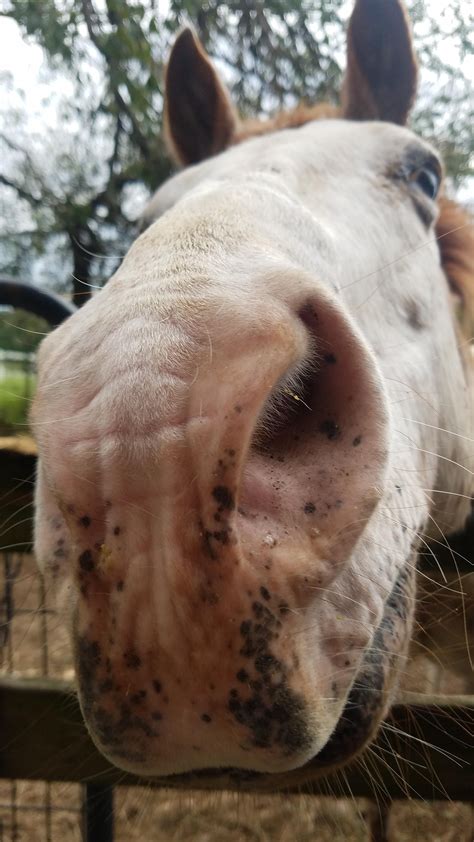 This old nose turned 31 yesterday! | Cute horses, Pretty horses, Animal noses