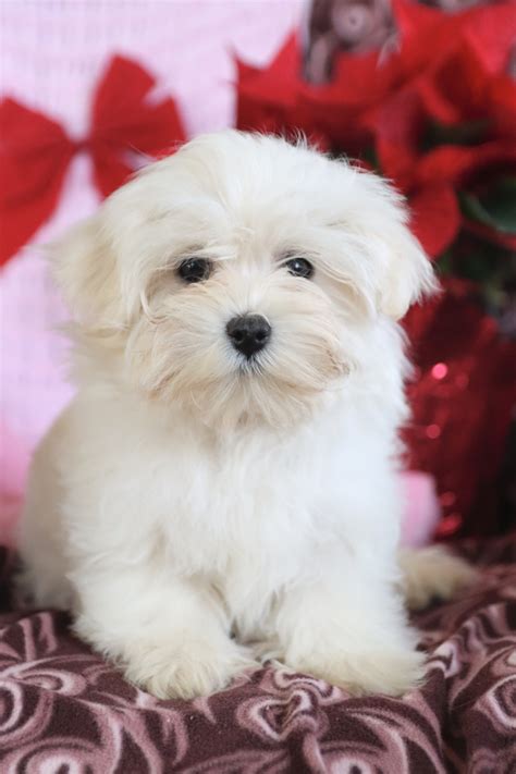 Maltipoo Puppies for Sale | Buckeye Puppies