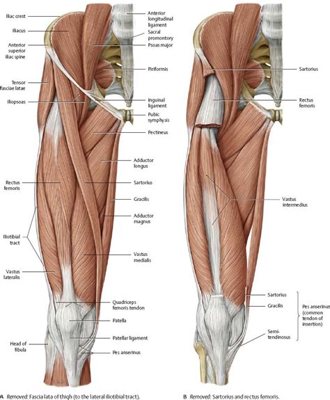 Hip & Thigh - Atlas of Anatomy | Human muscle anatomy, Leg muscles anatomy, Human body anatomy