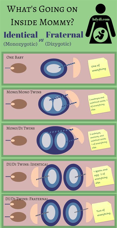 Identical Vs Fraternal: Explaining Your Twin Ultrasound | Fraternal twins