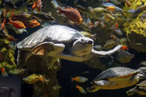 Tennessee Aquarium in Chattanooga: What to See and Do