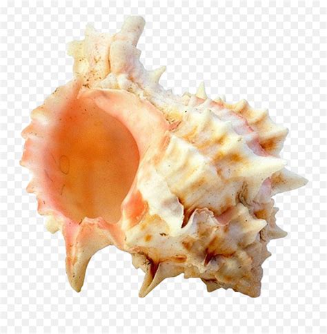 Seashell Png - Portable Network Graphics Emoji,Conch Shell Emoji - free ...