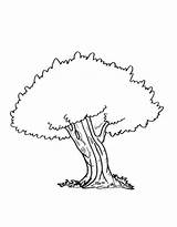 Oak Tree Coloring Page sketch template