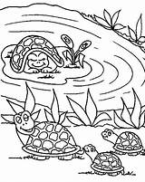 Mother Turtle Bring Her Babies To Pond Coloring Page  Sun sketch template