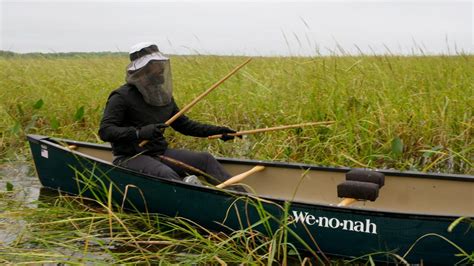 Collecting Wild Rice in Northern Minnesota | America Outdoors with ...