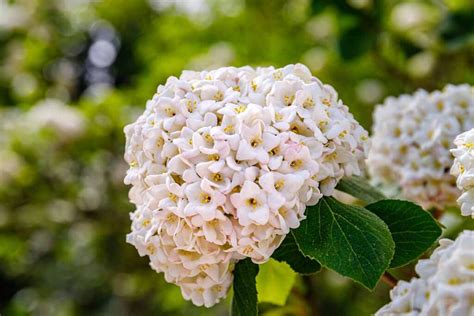 25 of the Best Viburnum Varieties | Gardener’s Path