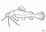 Redtail Catfish Phractocephalus Hemioliopterus coloring Page  Free sketch template