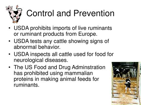 PPT - Mad Cow Disease PowerPoint Presentation, free download - ID:5555761