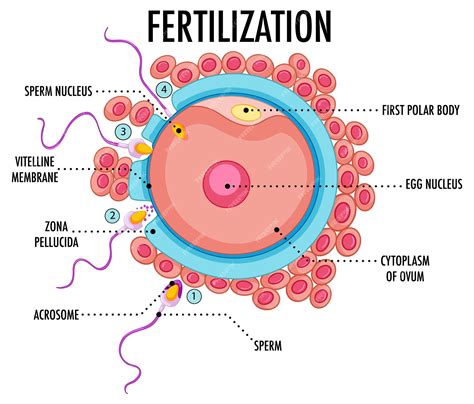 Free Vector | Diagram showing fertilization in human