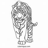 Tiger Coloring Pages Free Printable PDF sketch template