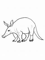Aardvark coloring Pages sketch template