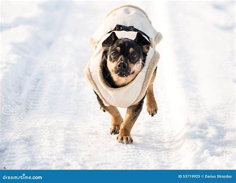 Dog in winter with clothes stock image. Image of beautiful - 53719925