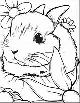 Bunny Coloring Pages  Best For Kids sketch template