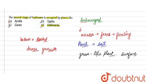 The second stage of hydrosere is occupied by plants like