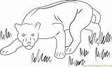 Panther Animal Coloring Pages sketch template