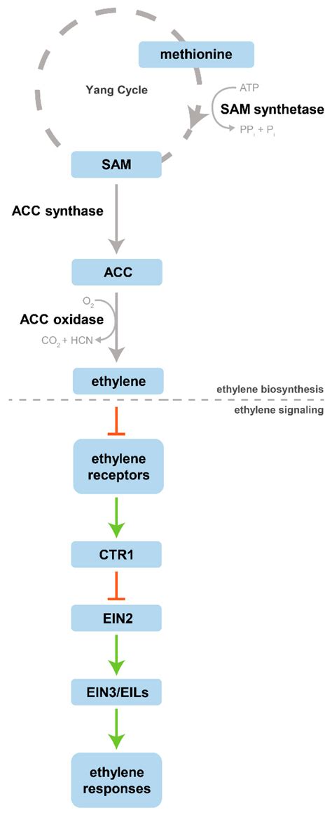 Modulation of Organogenesis and Somatic Embryogenesis by Ethylene: An ...