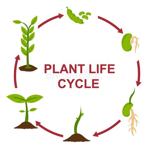 Plant Life Cycle Stock Illustrations – 8,952 Plant Life Cycle Stock ...