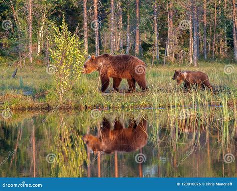Female Brown Bear with Cubs Stock Photo - Image of bear, forests: 123010076