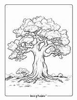 Tree Coloring Pages  World Of Printables sketch template