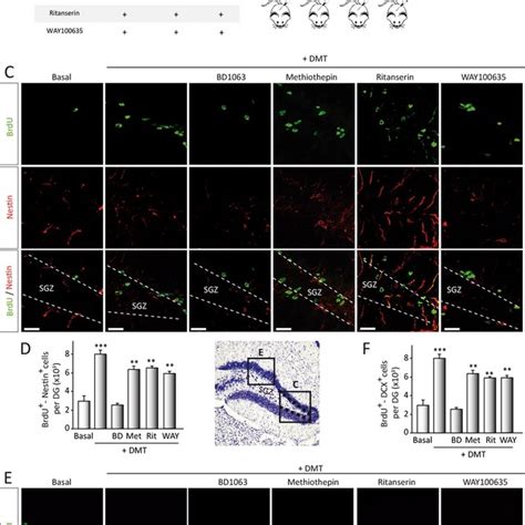 N,N-dimethyltryptamine (DMT) promotes stem cell differentiation toward ...