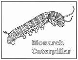 Monarch Caterpillar Coloring Page sketch template